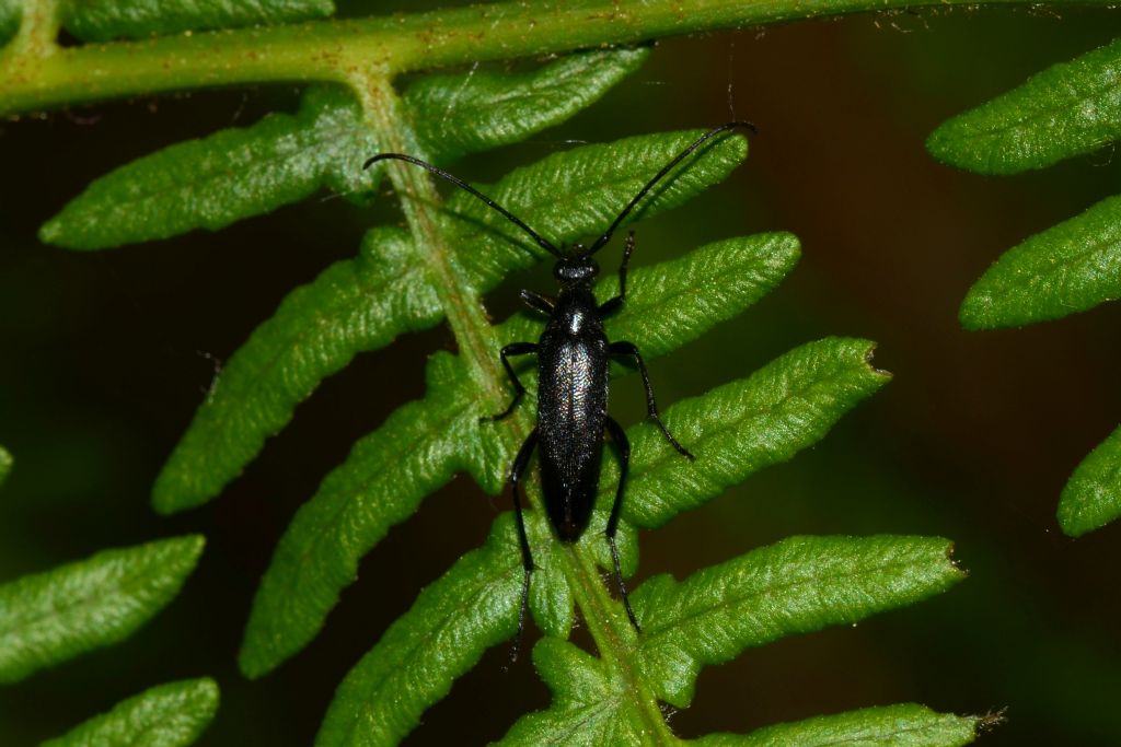 Cerambycidae:  Pedostrangalia revestita (f. melanica)